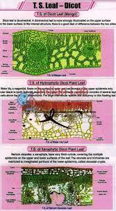 T.S. Leaf Dicot Chart